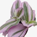 Tradescantia Nanouk | Pink Purple Variegated Trailing Plant | Wandering Dude | Easy Care Hanging Plant | Live Plant | 4in 6in Pot