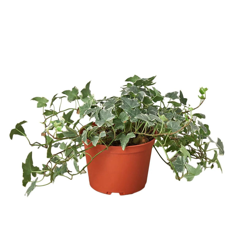 English Ivy Glacier Plant | Variegated Trailing Hedera Helix (3-6in Pot)