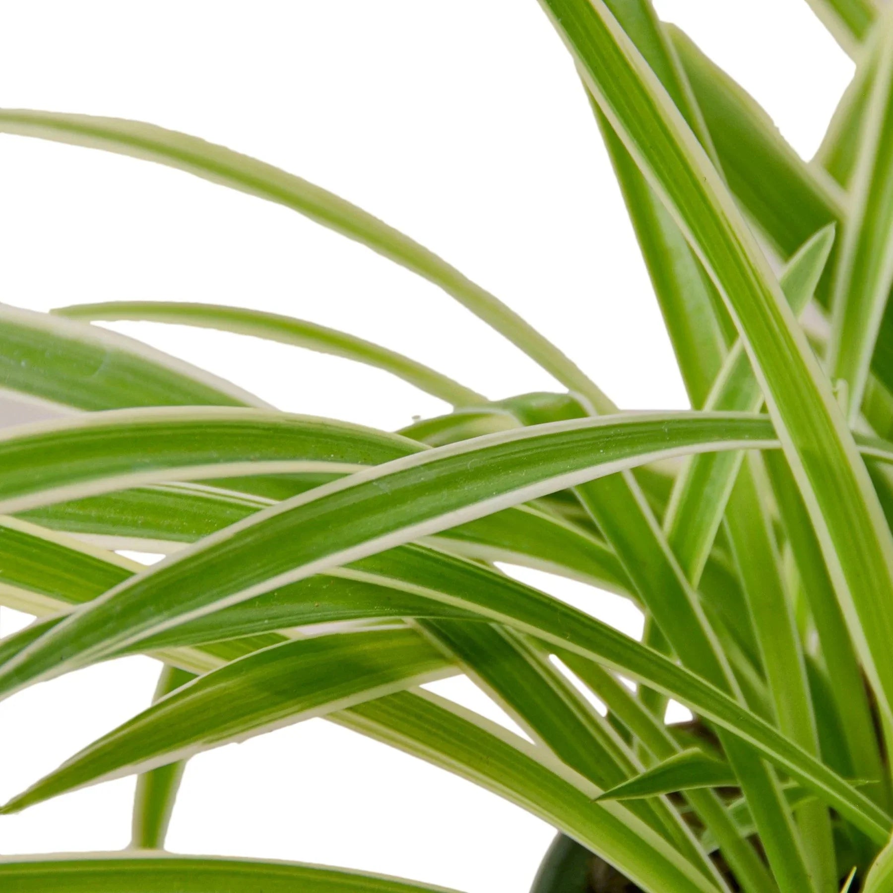 Spider Plant Reverse – Pet Friendly Air Purifier | SunriseDaylas