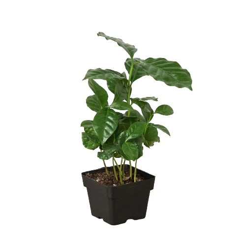 Arabica Coffee – Indoor Coffee Plant | SunriseDaylas