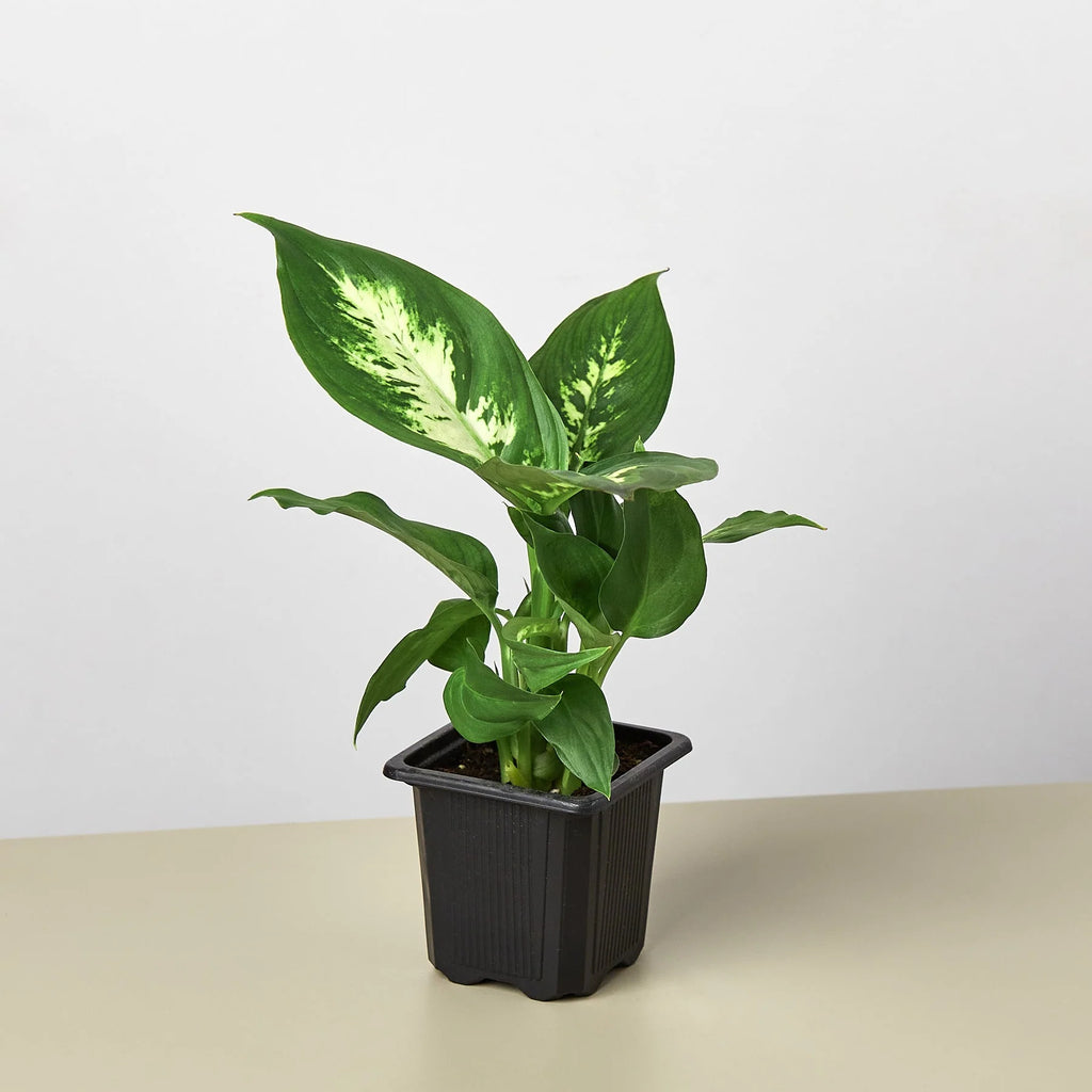 Dieffenbachia ‘Camille’ – Creamy Tropical Foliage Plant | SunriseDaylas