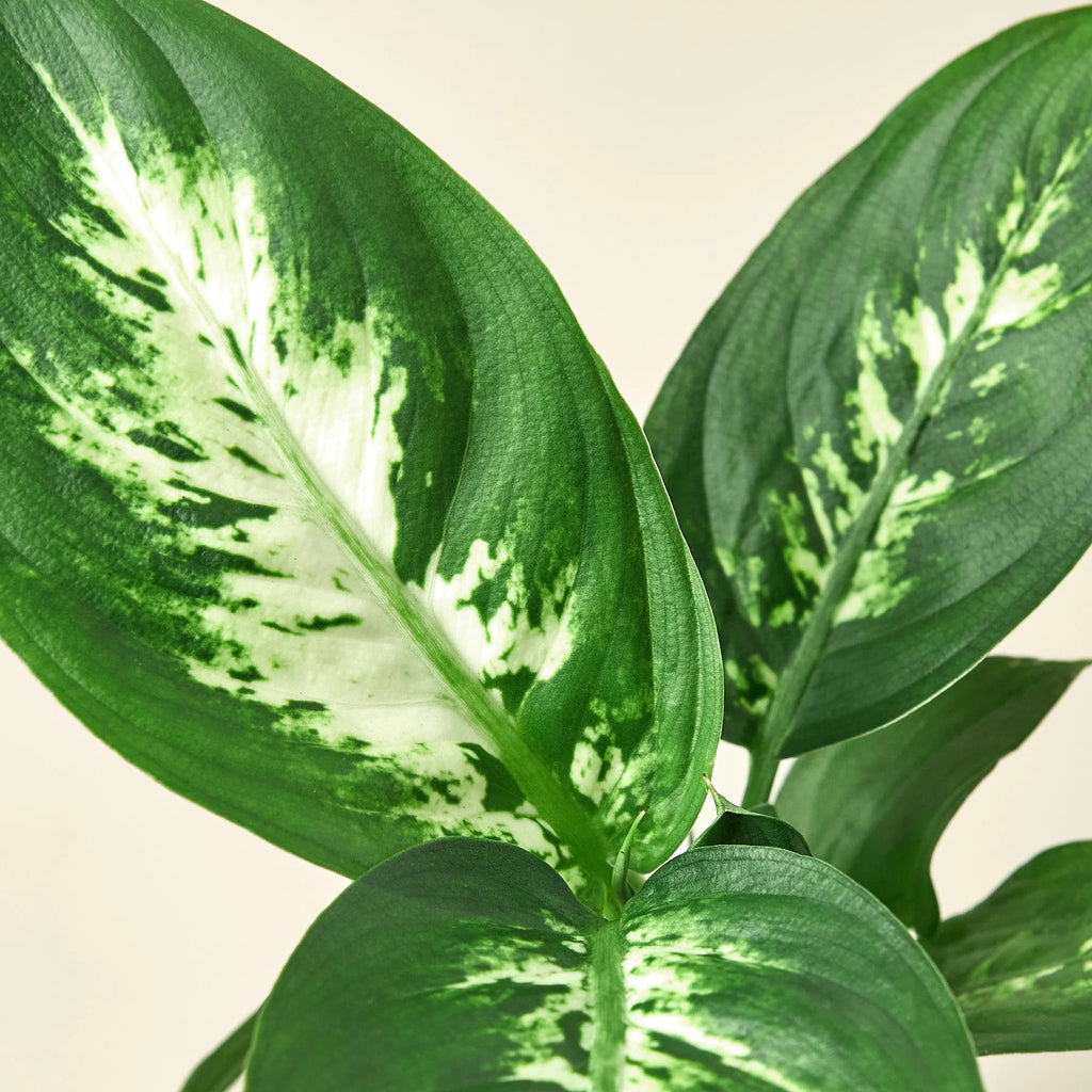 Dieffenbachia ‘Camille’ – Creamy Tropical Foliage Plant | SunriseDaylas