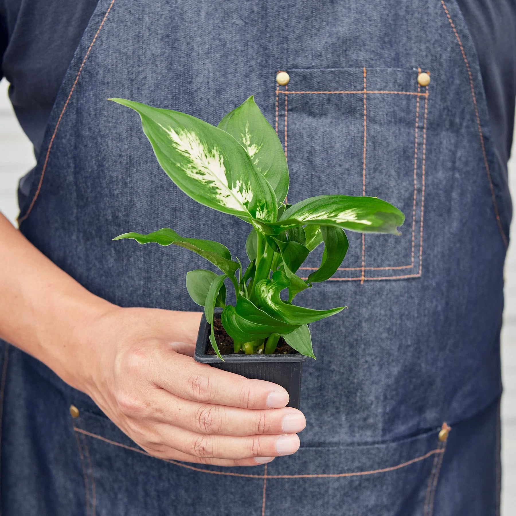 Dieffenbachia ‘Camille’ – Creamy Tropical Foliage Plant | SunriseDaylas