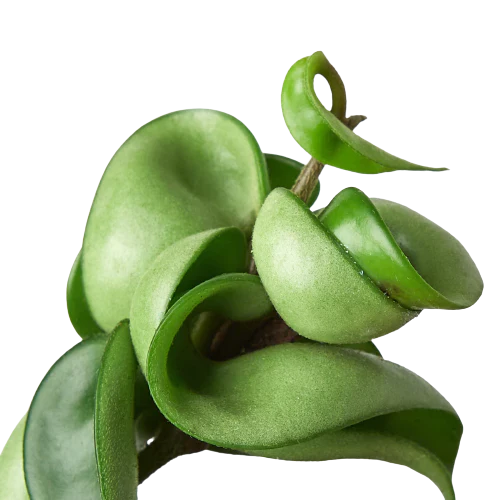 Hoya Rope Plant – Trailing Wax Plant Indoor Vine | SunriseDaylas