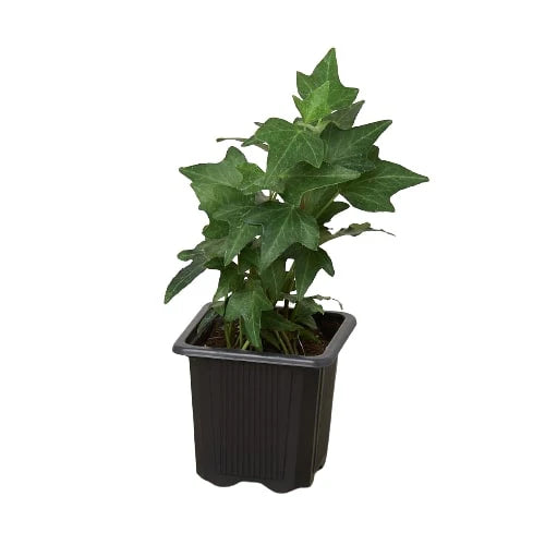 English Ivy ‘Green California’ – Fast-Growing Indoor Vine | SunriseDaylas