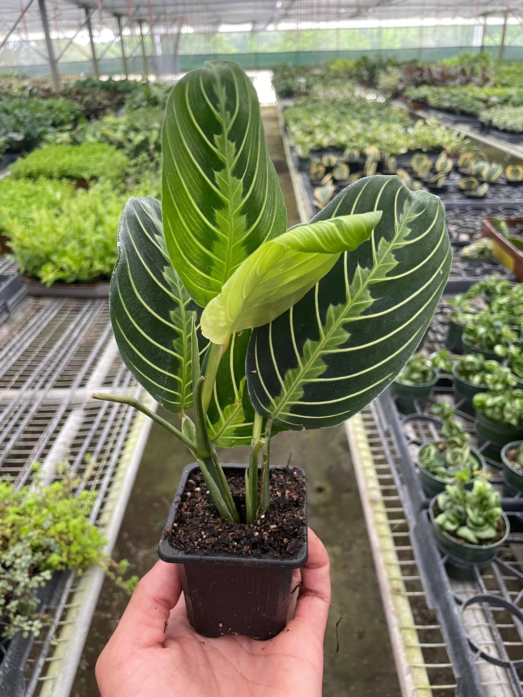 Lemon Lime Maranta – Prayer Plant Indoor Foliage | SunriseDaylas