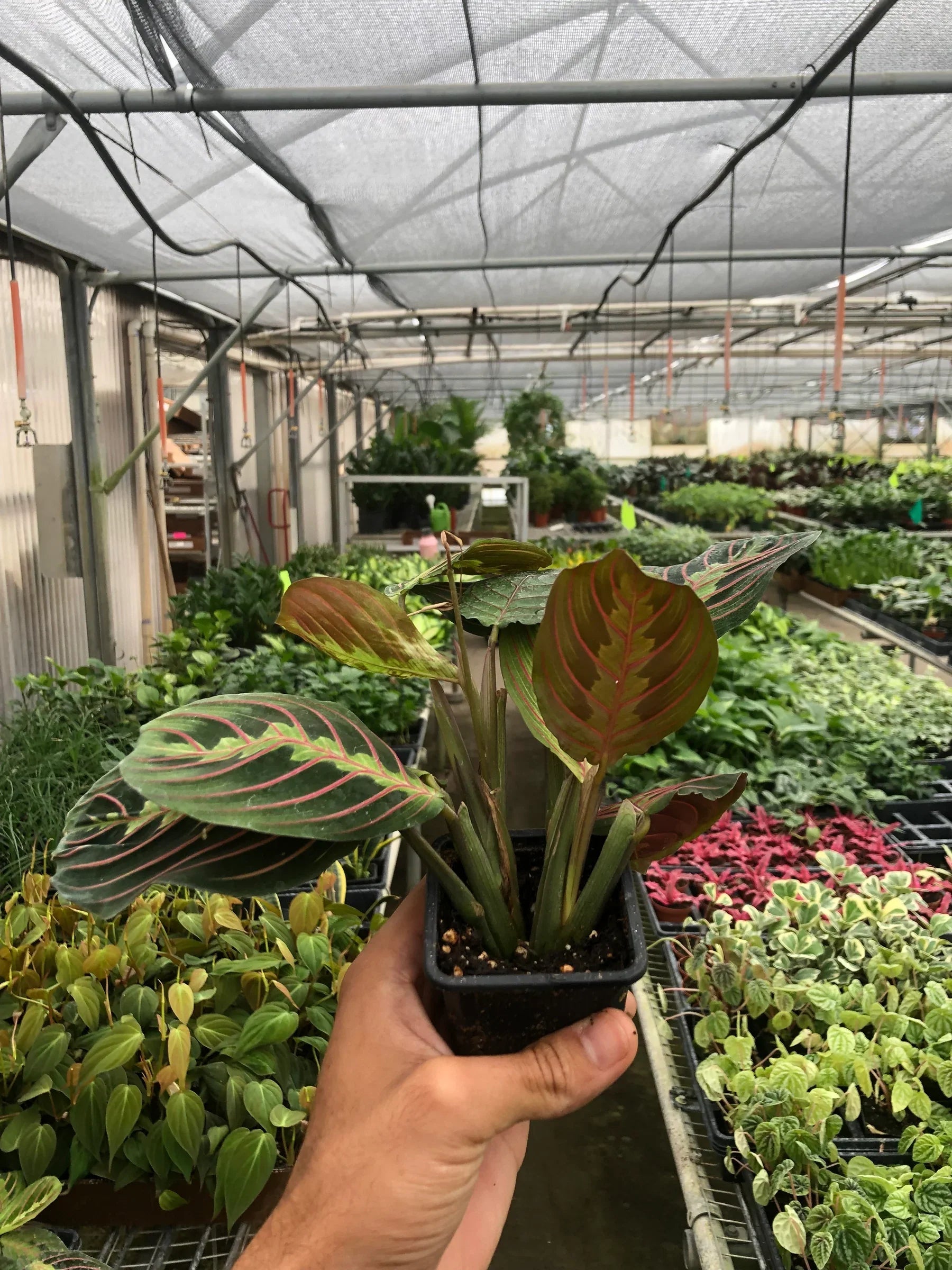 Red Prayer Plant Maranta Live Indoor Plant | SunriseDaylas