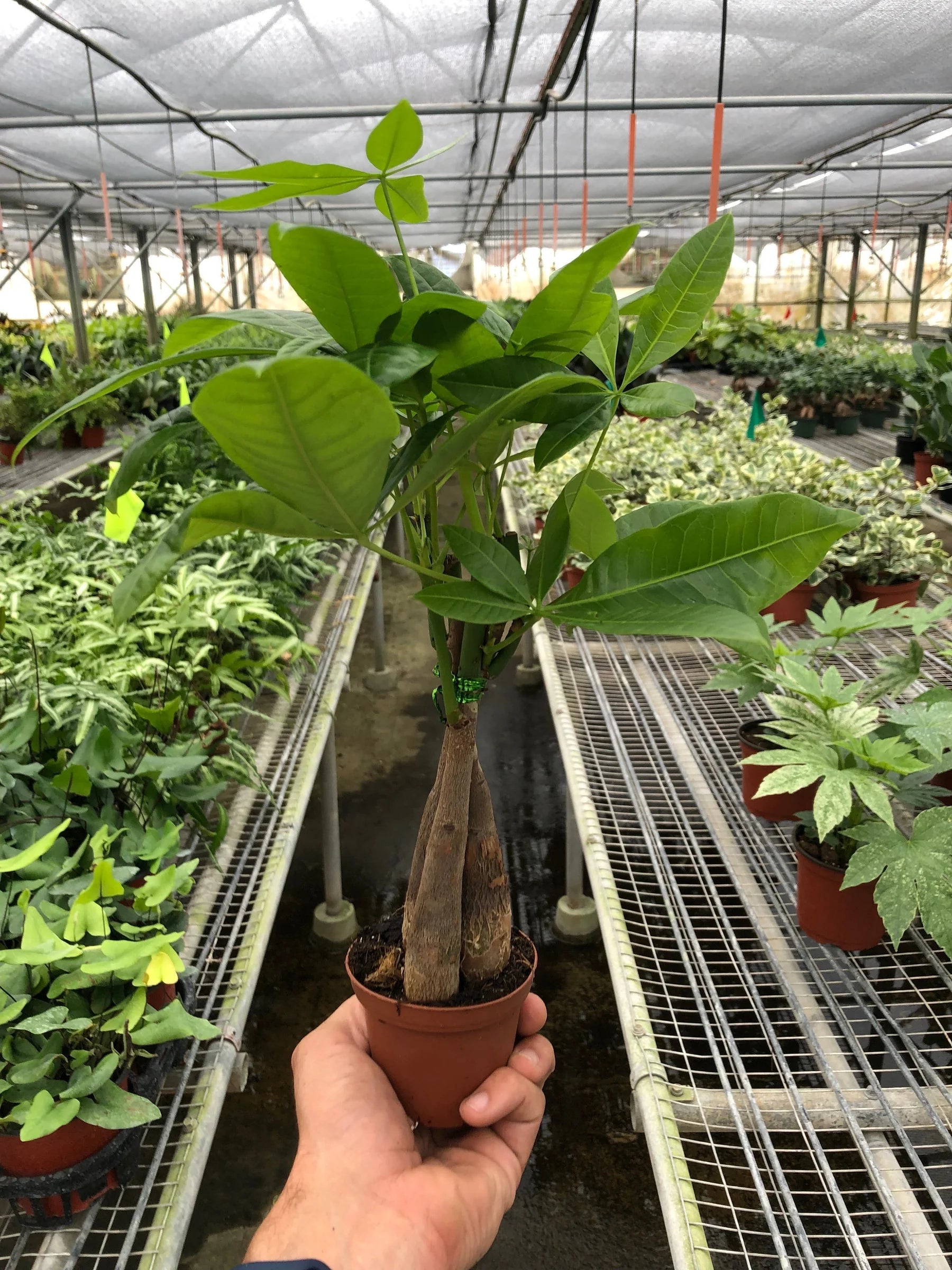Money Tree Pachira Braid Live Indoor Plant | SunriseDaylas
