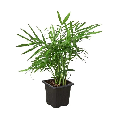 Parlor Palm Pet-Safe Live Indoor Plant