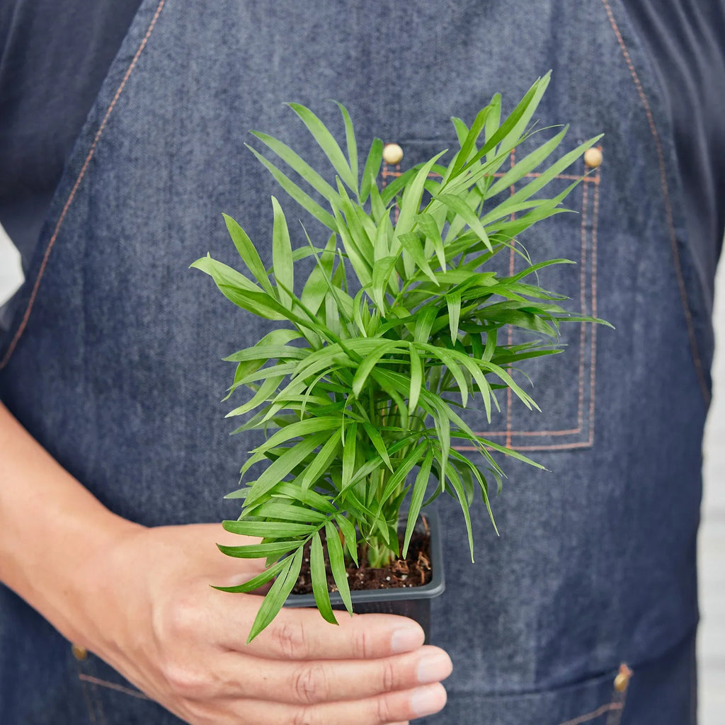 Parlor Palm Pet-Safe Live Indoor Plant