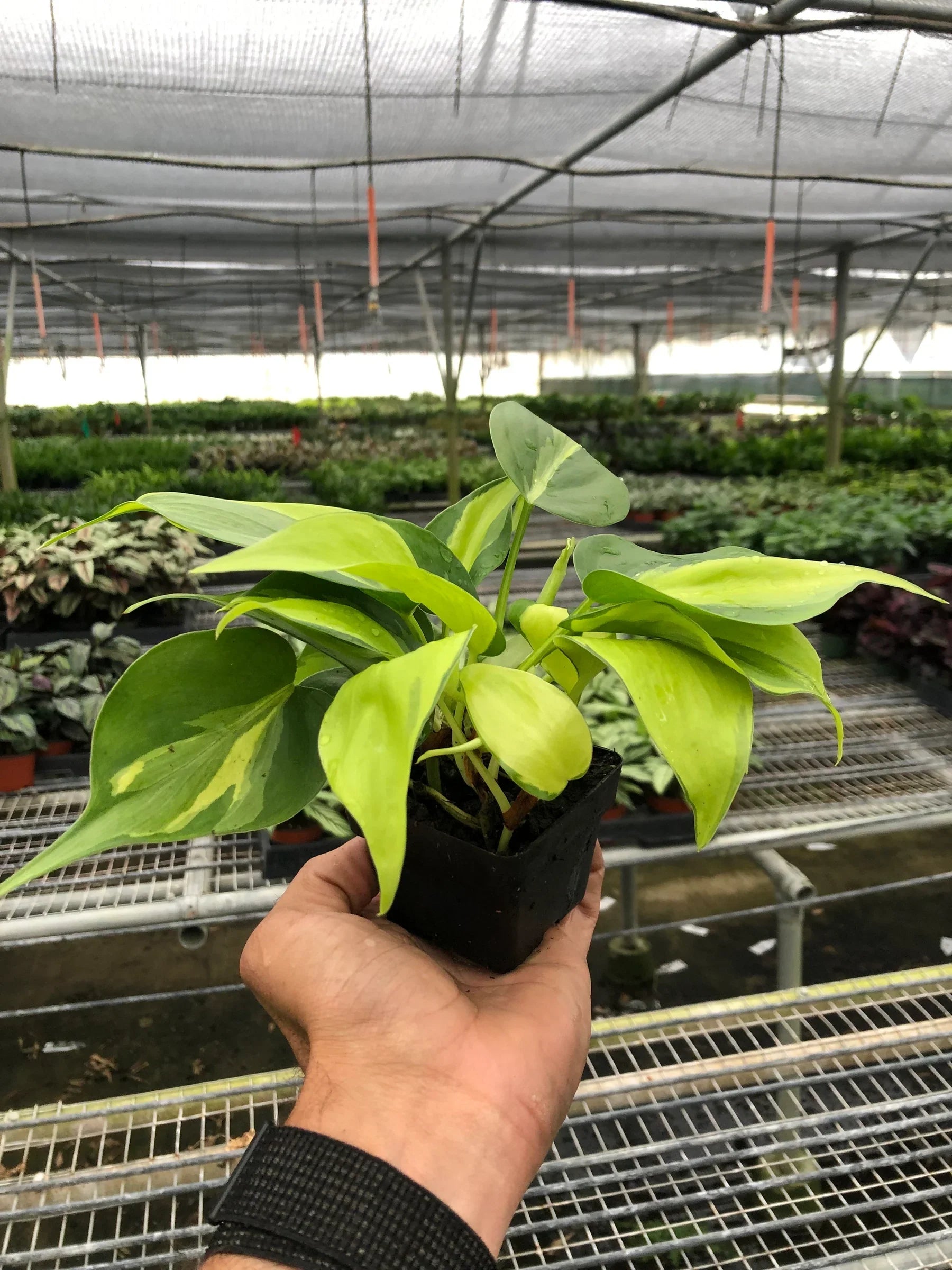 Philodendron ‘Brasil’ – Variegated Heartleaf Indoor Plant | SunriseDaylas