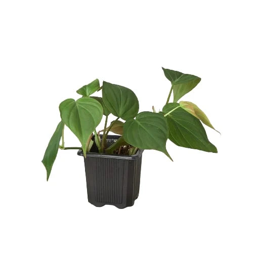 Velvet Philodendron – Velvety Trailing Live Plant | SunriseDaylas