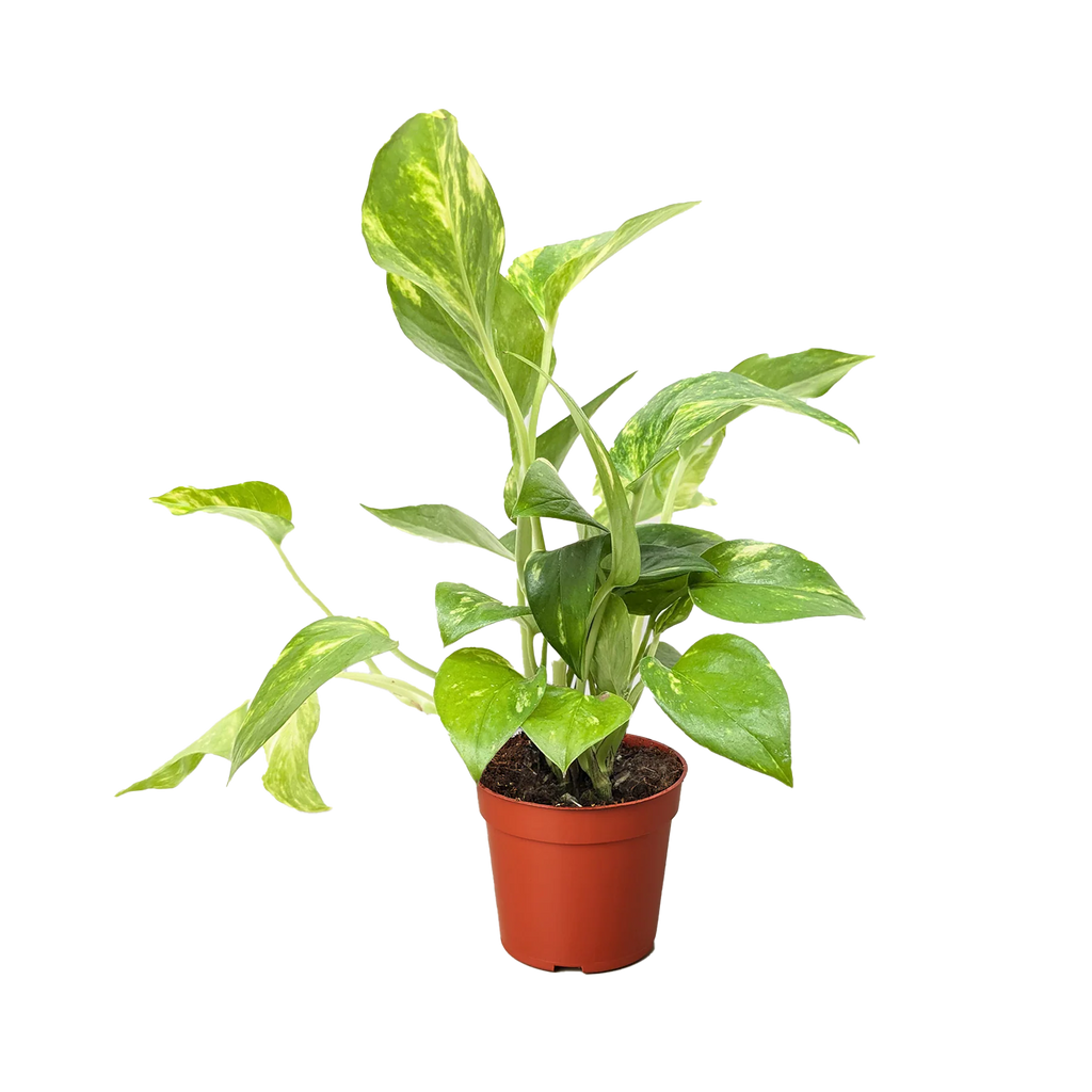 Golden Pothos – Easy Care Trailing Live Plant | SunriseDaylas