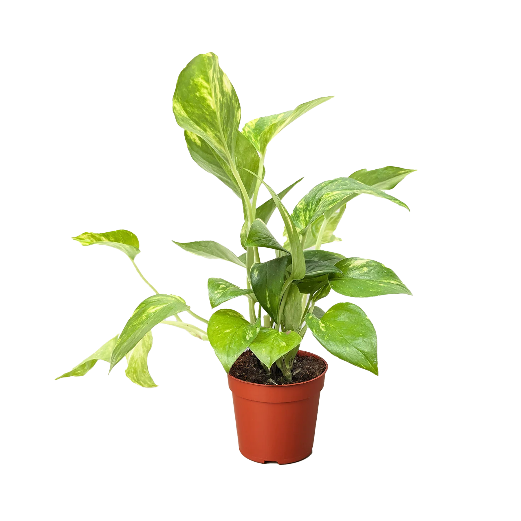 Golden Pothos – Easy Care Trailing Live Plant | SunriseDaylas