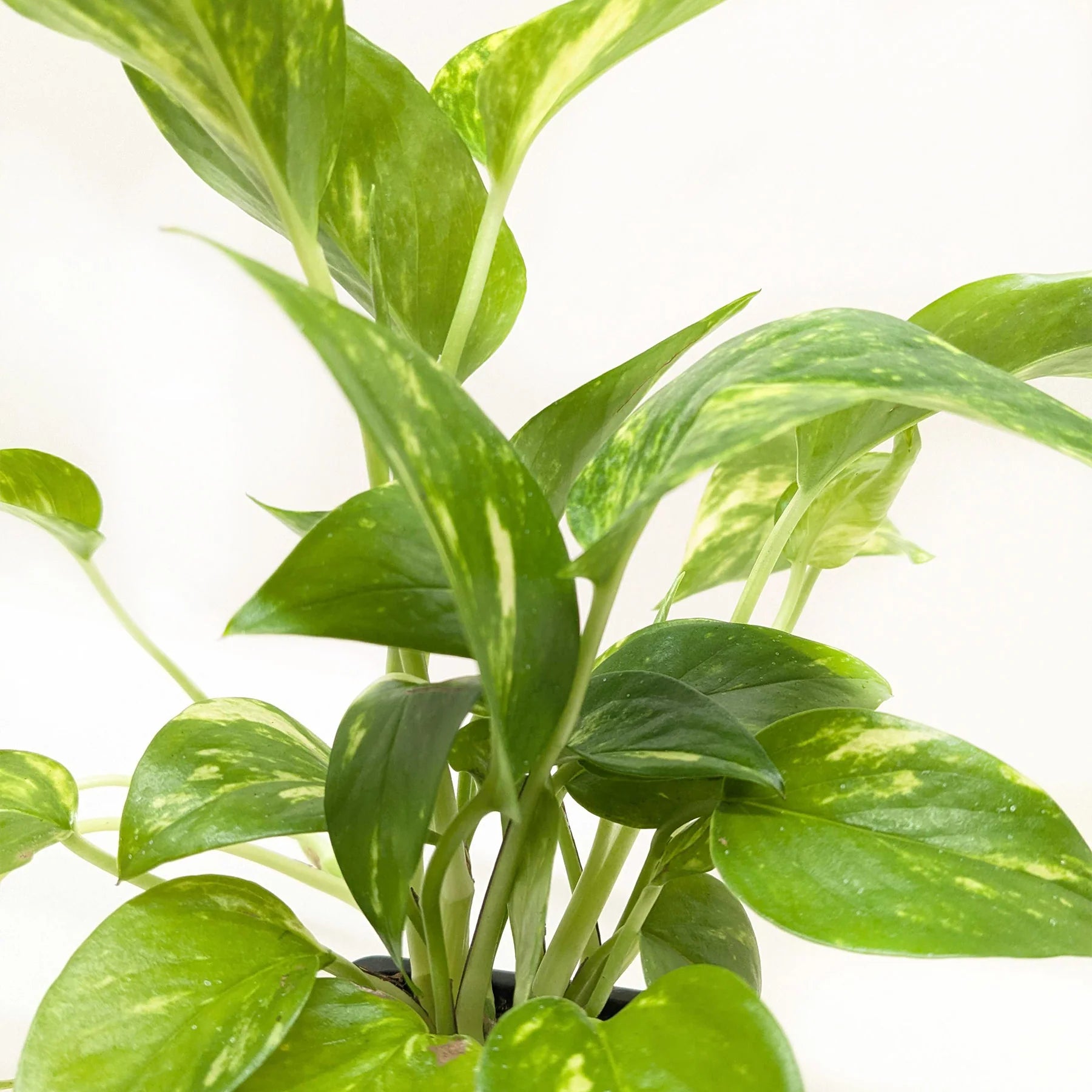 Golden Pothos – Easy Care Trailing Live Plant | SunriseDaylas