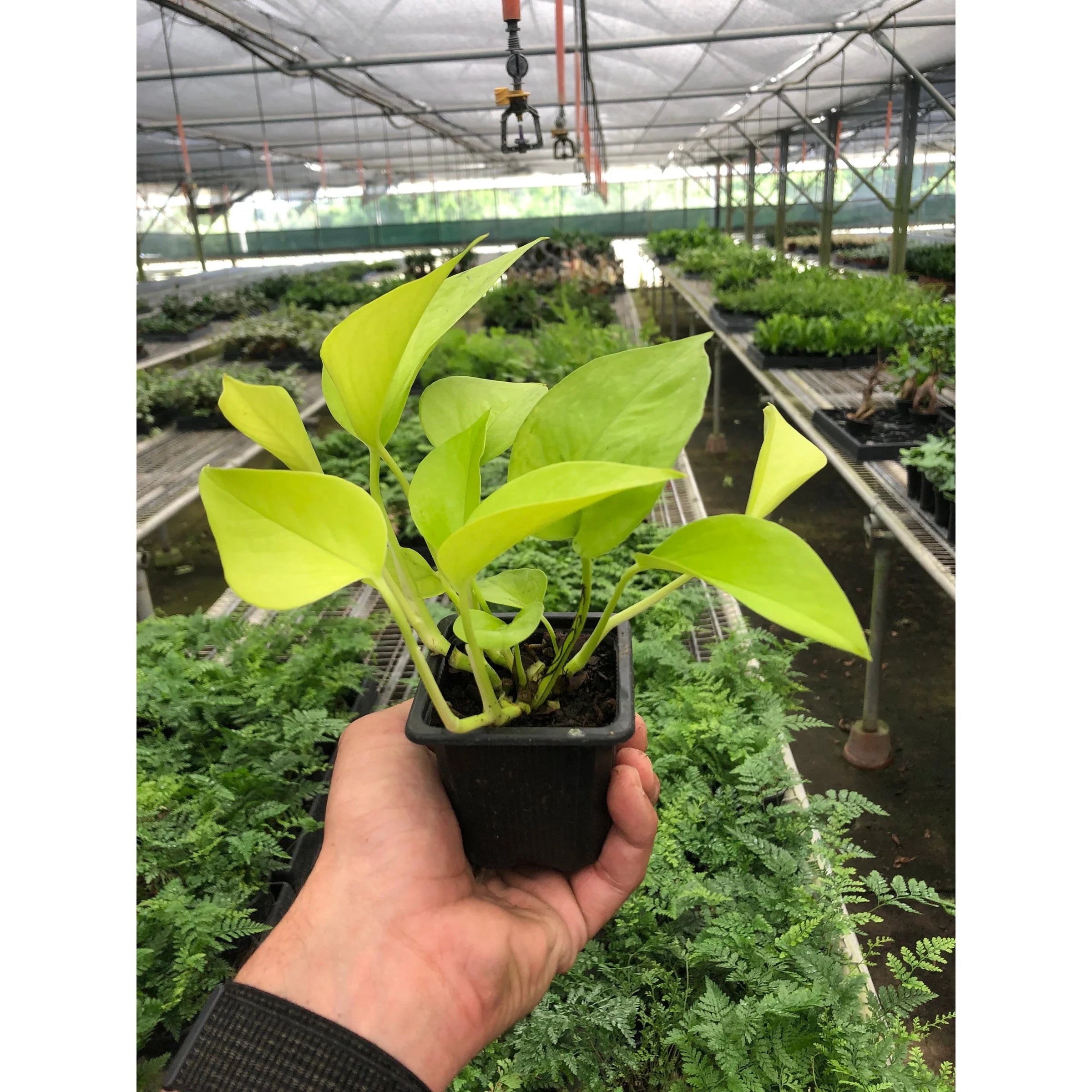 Neon Pothos – Vibrant Trailing Indoor Plant | SunriseDaylas