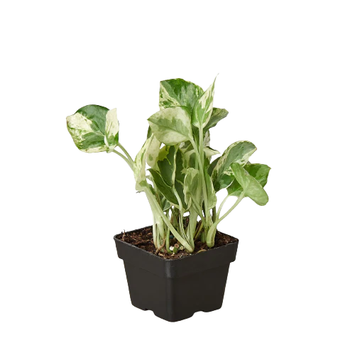 Pothos N'Joy Variegated Trailing Live Indoor Plant