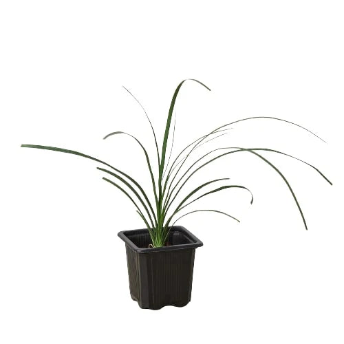 Ponytail Palm – Unique Caudiciform Indoor Plant | SunriseDaylas