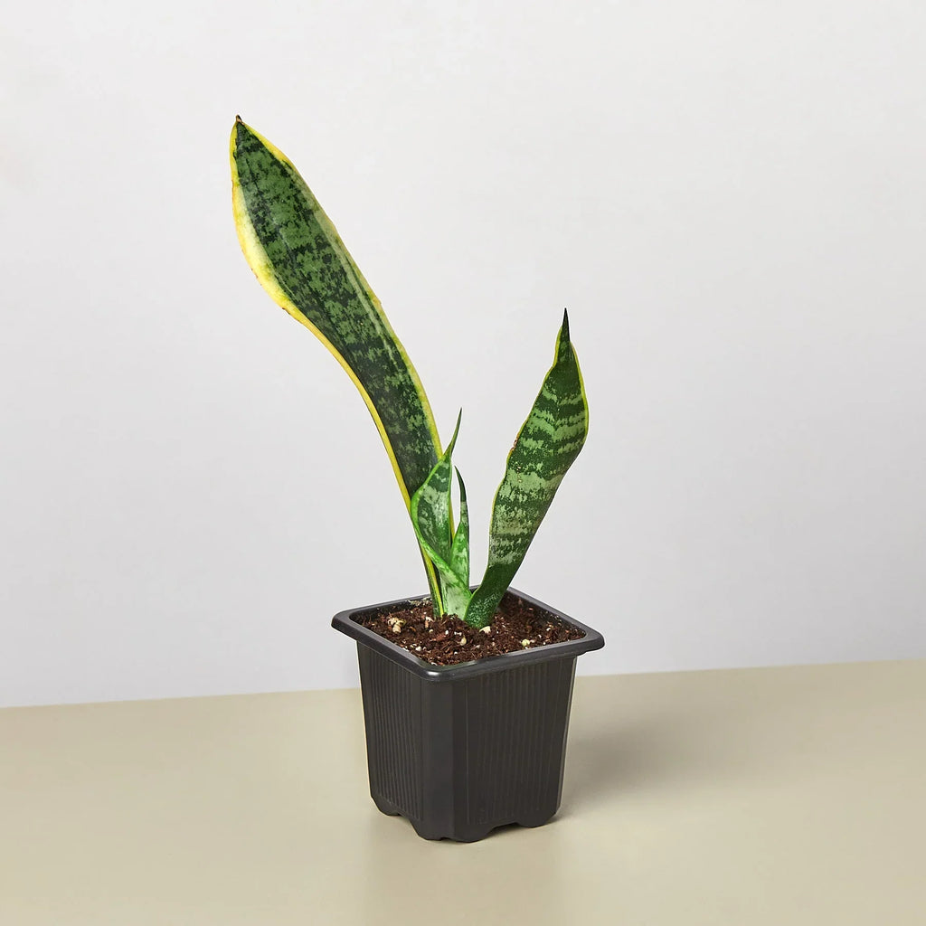 Snake Plant Laurentii – Easy Care Air Purifier | SunriseDaylas
