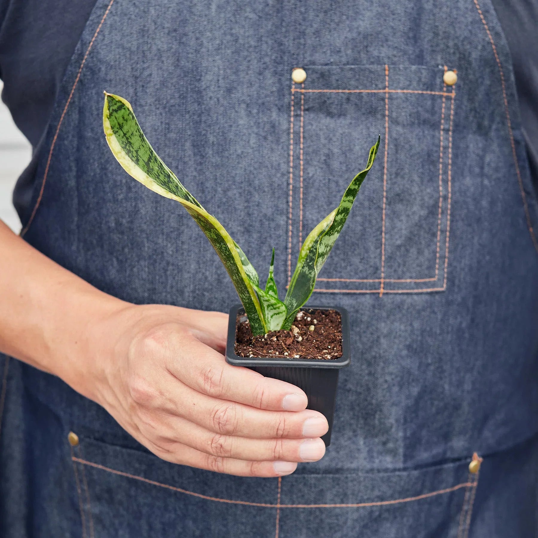 Snake Plant Laurentii – Easy Care Air Purifier | SunriseDaylas