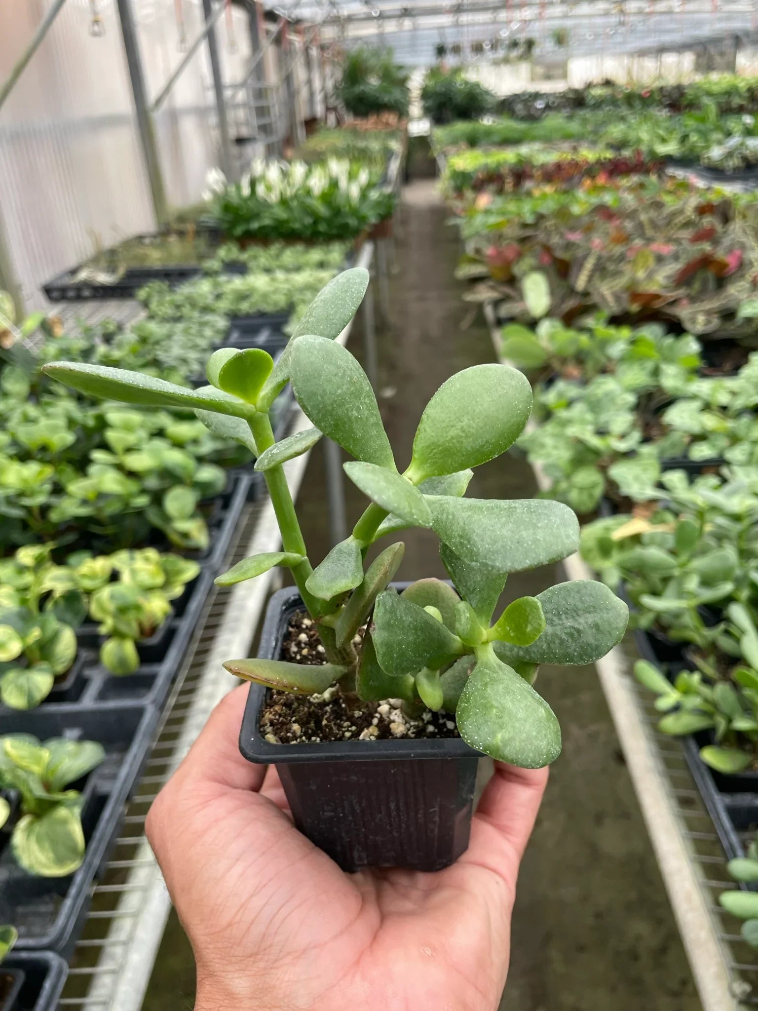 Jade Succulent – Easy Care Indoor Plant | SunriseDaylas