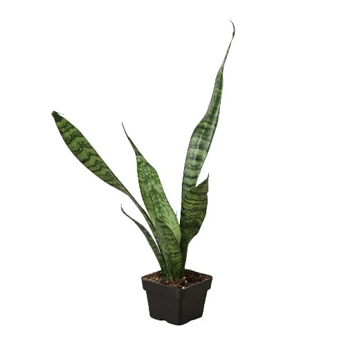 Snake Plant Zeylanica – Easy Care Air Purifying Plant | SunriseDaylas