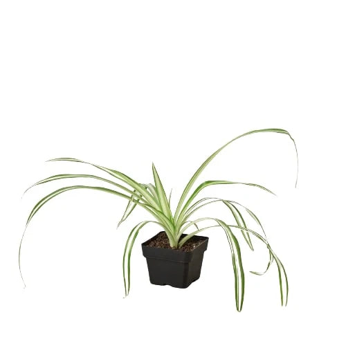Spider Plant Reverse – Pet Friendly Air Purifier | SunriseDaylas