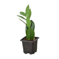 ZZ Plant Zamioculcas Zamiifolia Live Indoor Plant | SunriseDaylas