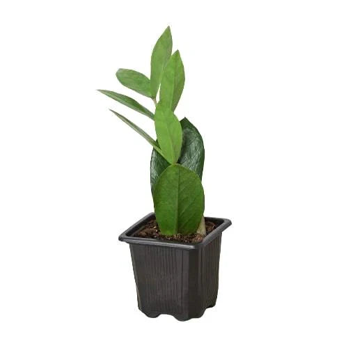 ZZ Plant Zamioculcas Zamiifolia Live Indoor Plant | SunriseDaylas