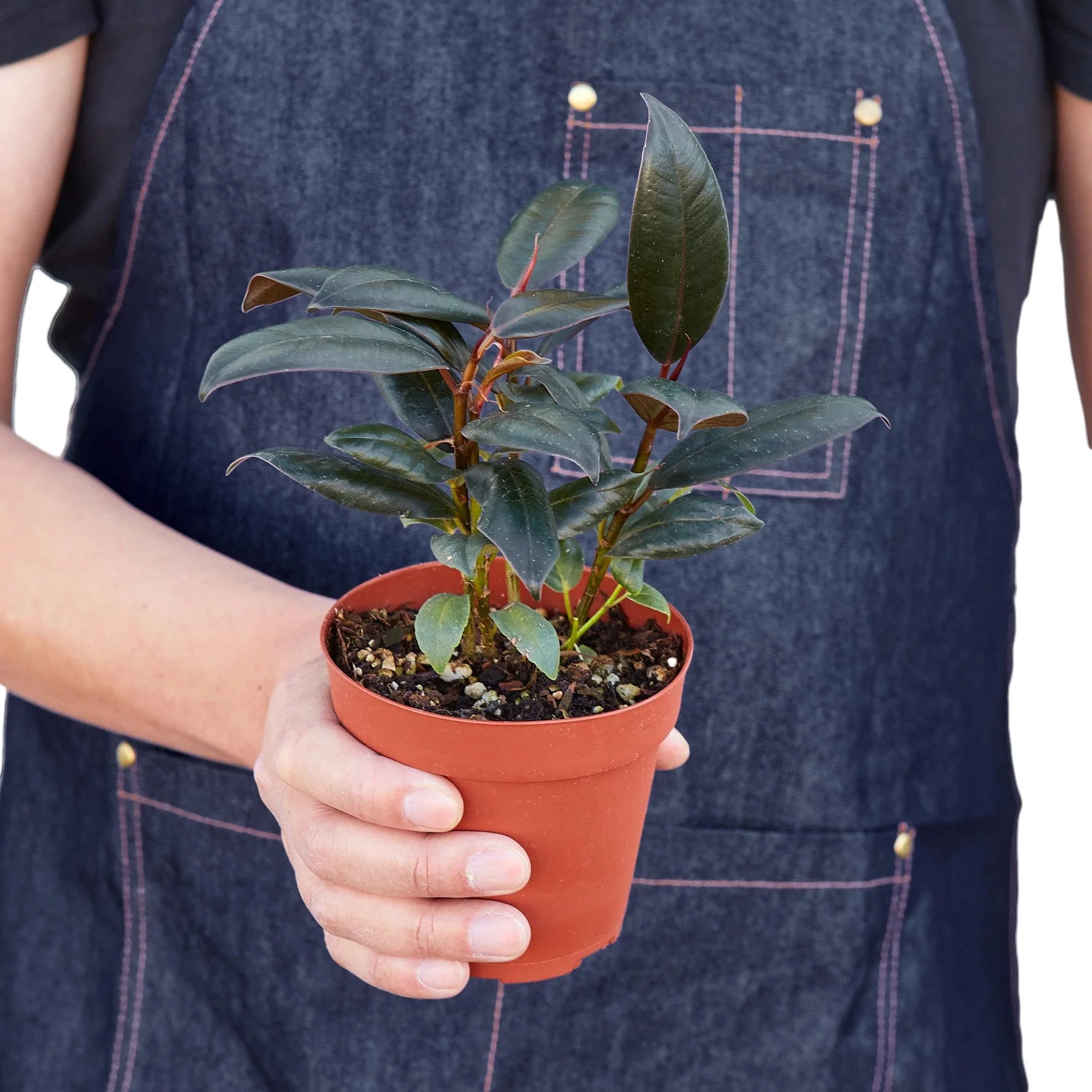 Ficus Elastica ‘Burgundy’ – Small Indoor Rubber Tree | SunriseDaylas