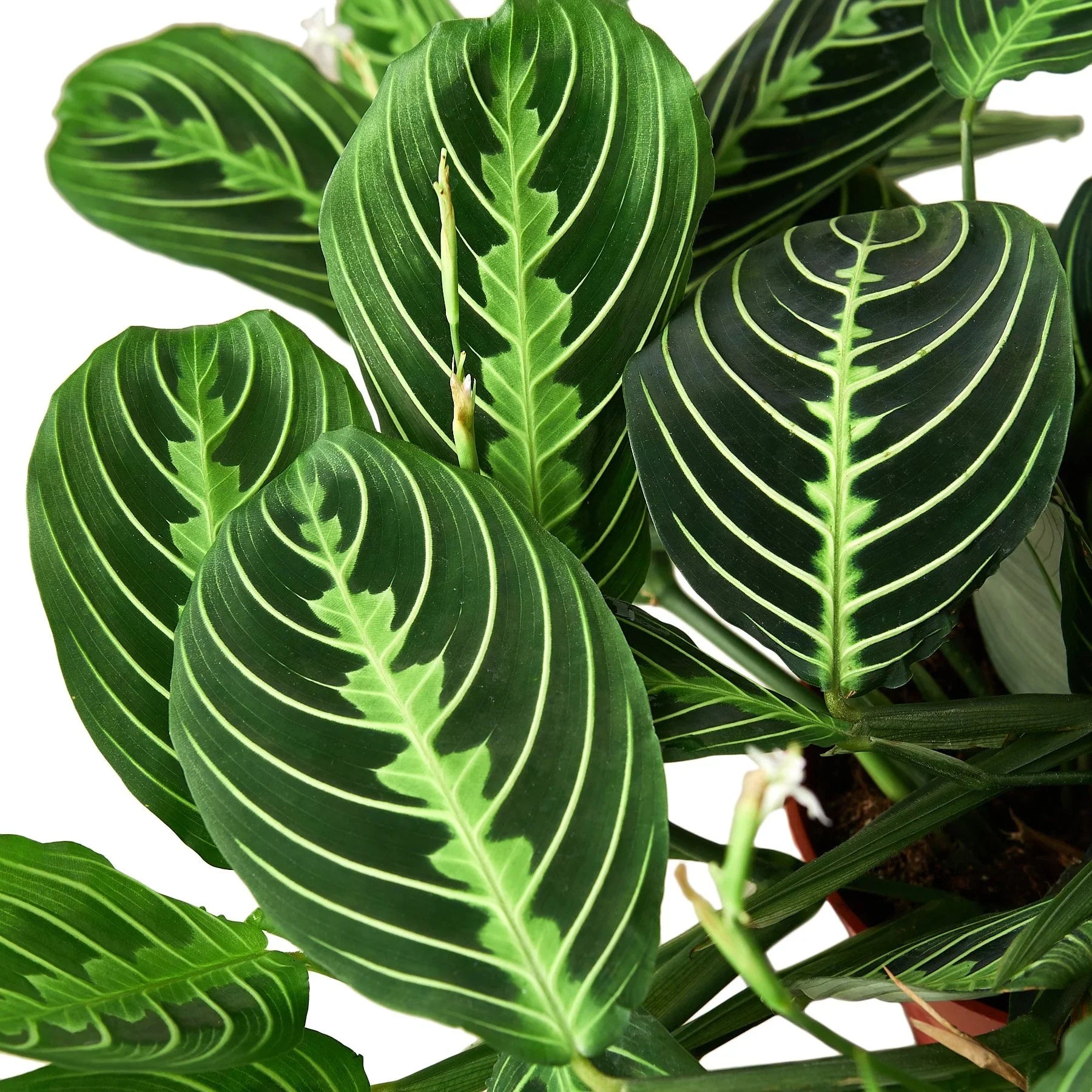 Lemon Lime Maranta – Prayer Plant Indoor Foliage | SunriseDaylas