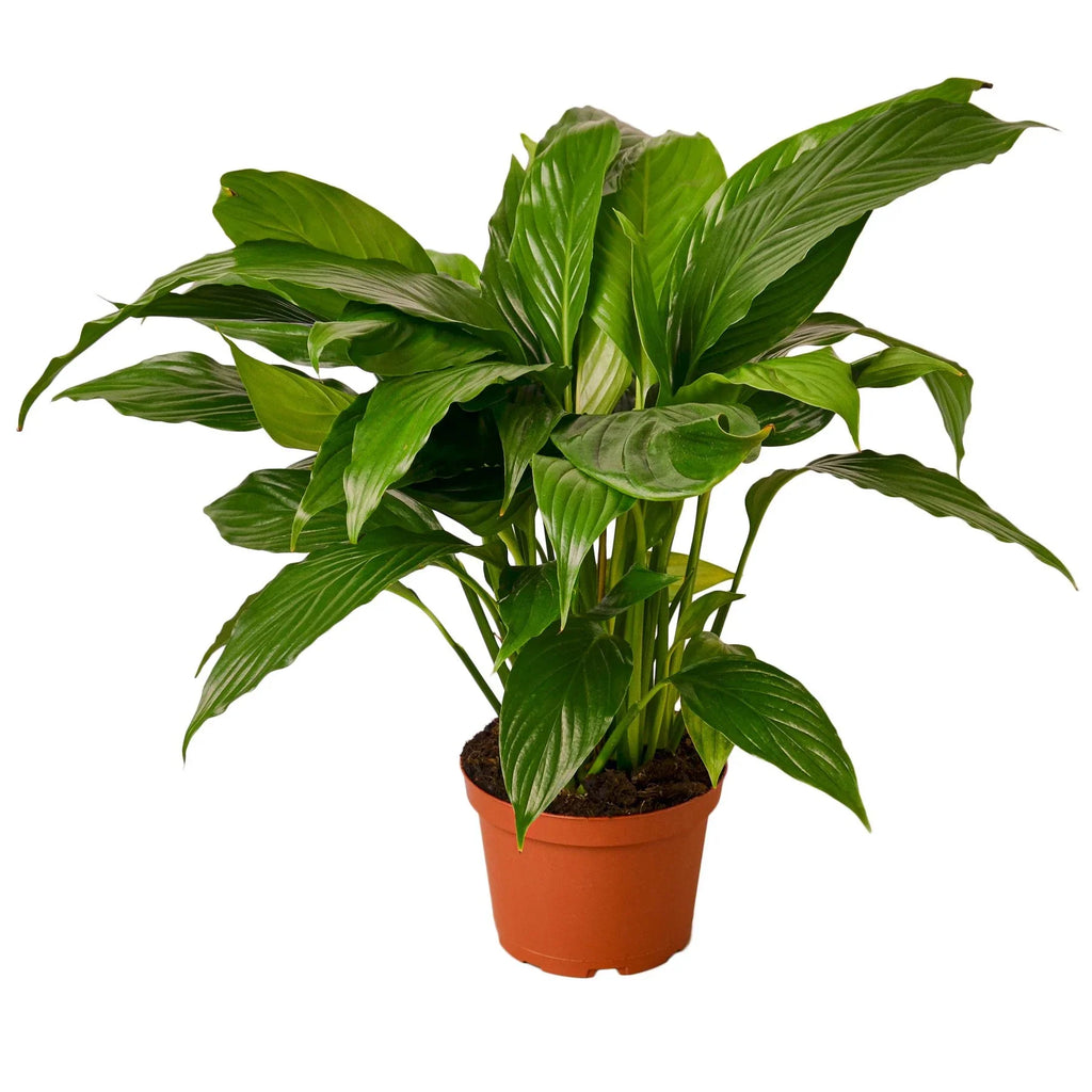 Peace Lily – Air Purifying Flowering Plant | SunriseDaylas