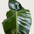 White Bird of Paradise Plant | Large Tropical Statement Strelitzia Nicolai Live Plant