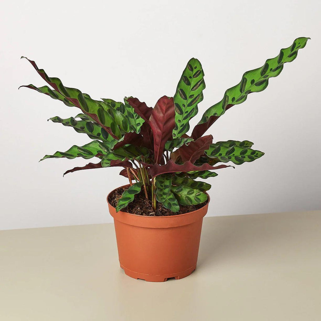 Rattlesnake Plant | Calathea Lancifolia | Live Rooted Tropical Plant | Pet Friendly | 4in 6in Pot