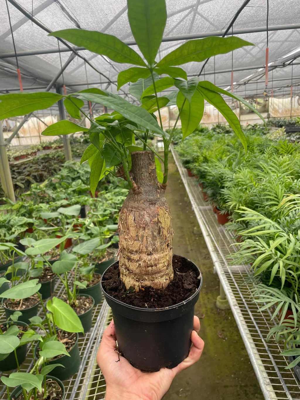 Money Tree Stump Plant | Pachira Aquatica, Good Luck, Easy Care Indoor Houseplant