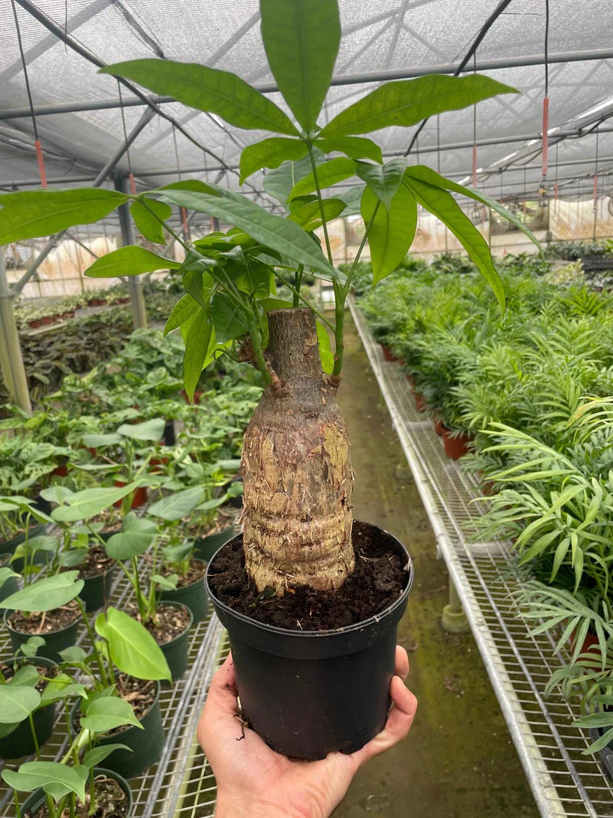 Money Tree Stump Plant | Pachira Aquatica, Good Luck, Easy Care Indoor Houseplant