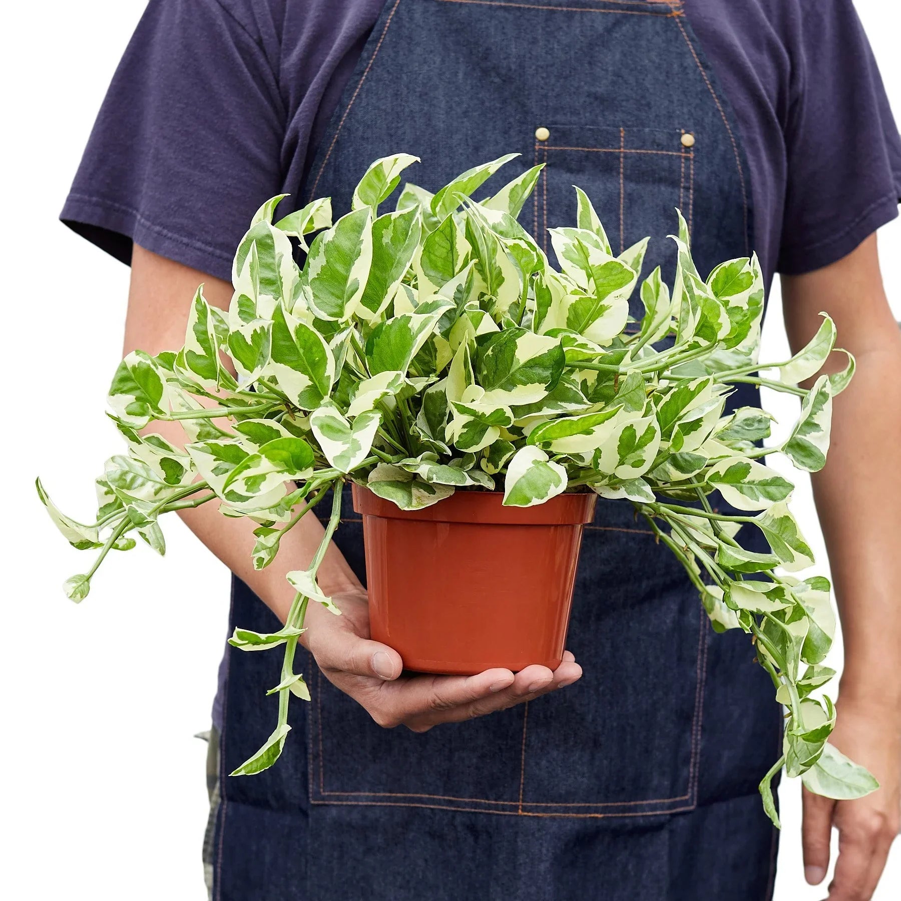 Pothos N'Joy Variegated Trailing Live Indoor Plant