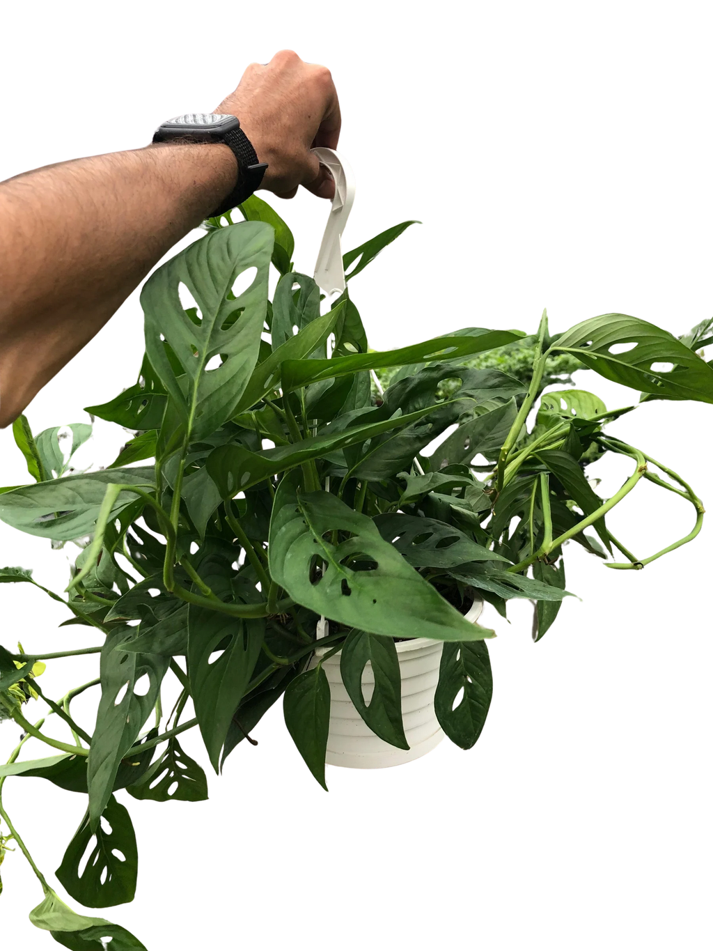 Monstera Adansonii – Swiss Cheese Vine Plant | SunriseDaylas