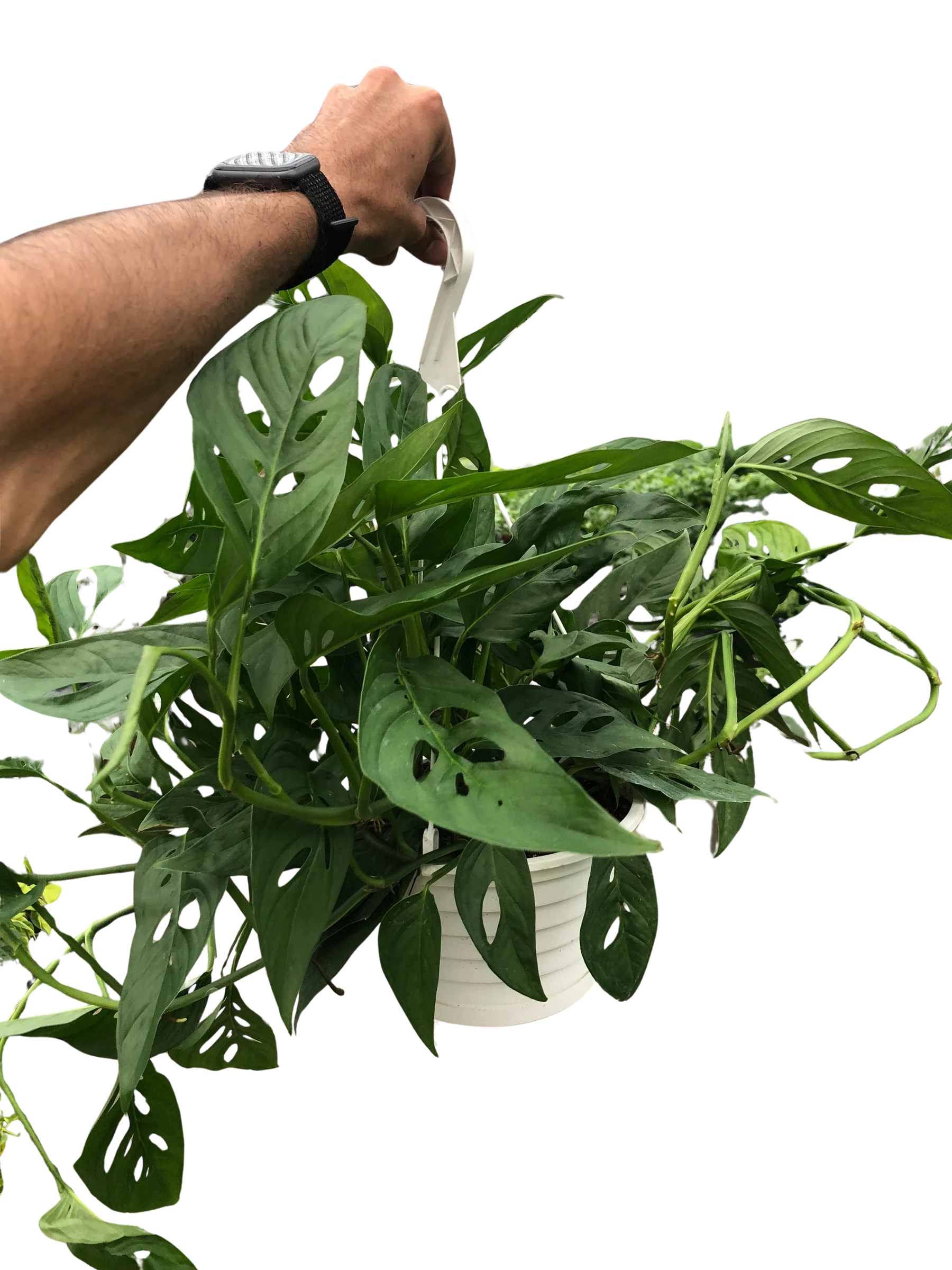 Monstera Adansonii – Swiss Cheese Vine Plant | SunriseDaylas