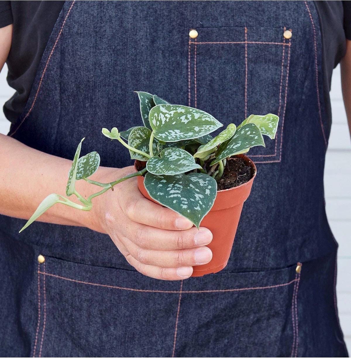 Satin Pothos | Scindapsus Pictus Argyraeus | Silver Trailing Houseplant | Easy Care Hanging Plant | Free Shipping | Live Plant | 4in Pot