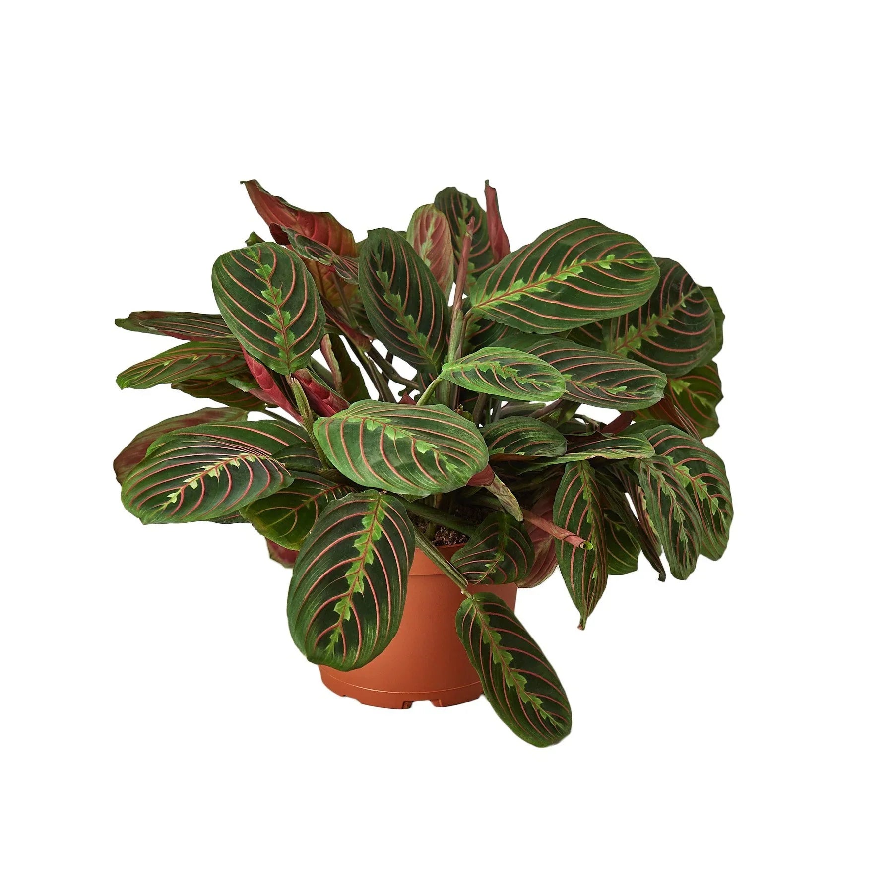 Red Prayer Plant Maranta Live Indoor Plant | SunriseDaylas