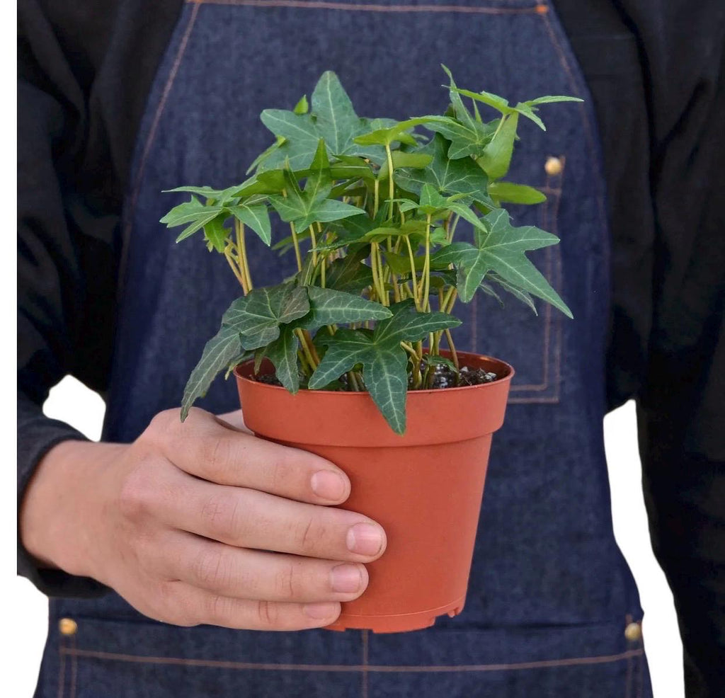 English Ivy Green California | Hedera Helix | Live Rooted Trailing Plant | Ground Cover | 4in Pot