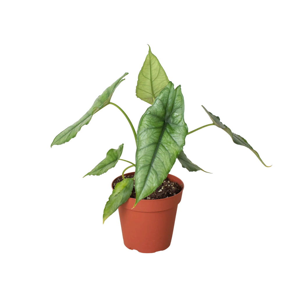 Rare Dragon's Breath Alocasia – Statement Plant | SunriseDaylas