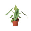 Rare Dragon's Breath Alocasia – Statement Plant | SunriseDaylas