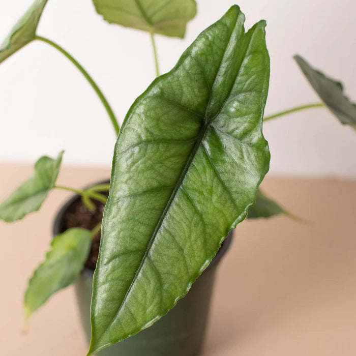 Rare Dragon's Breath Alocasia – Statement Plant | SunriseDaylas