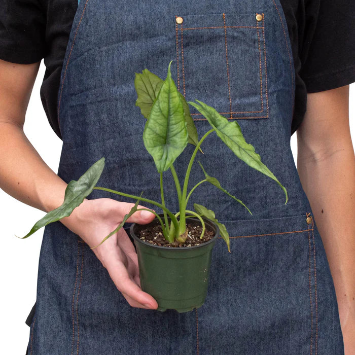 Rare Dragon's Breath Alocasia – Statement Plant | SunriseDaylas