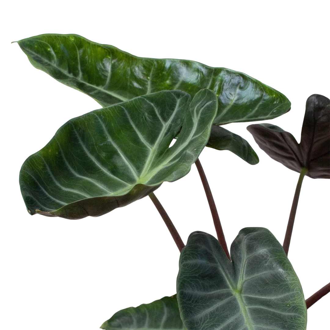 Rare Alocasia Ebony – Dark Veined Tropical Plant | SunriseDaylas