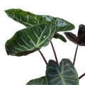 Rare Alocasia Ebony – Dark Veined Tropical Plant | SunriseDaylas