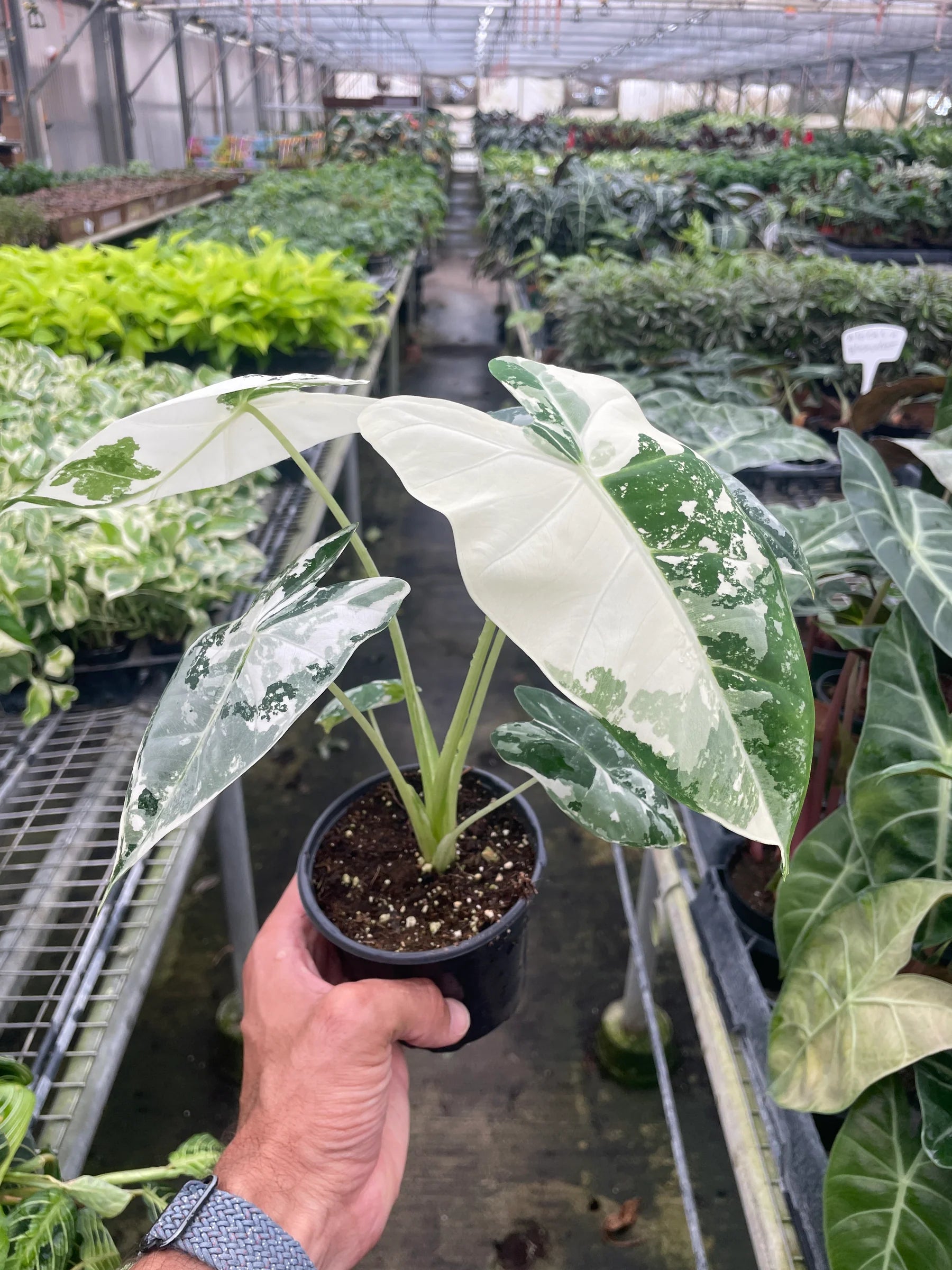 Rare Variegated Frydek Alocasia – Collector Plant | SunriseDaylas