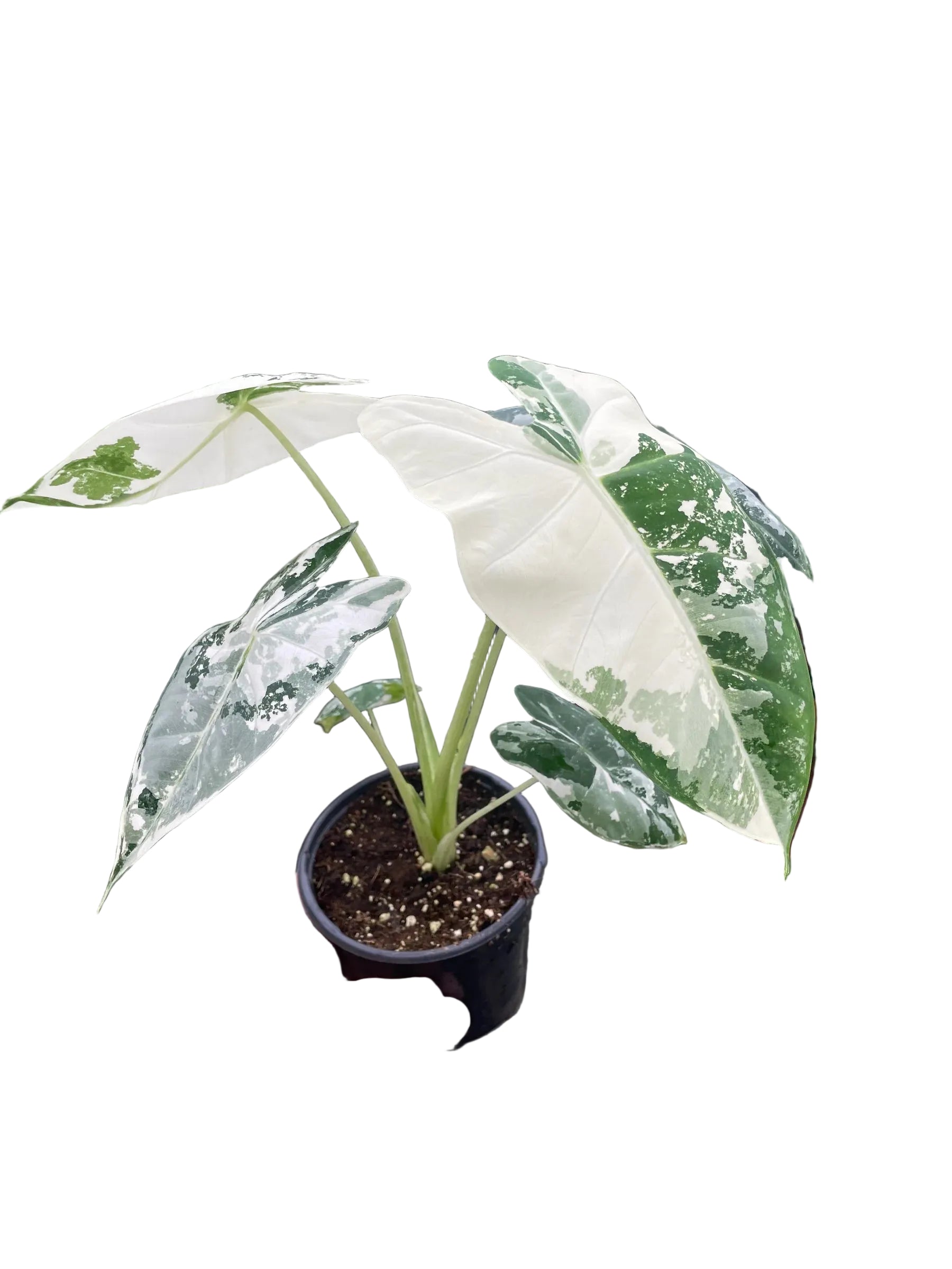 Rare Variegated Frydek Alocasia – Collector Plant | SunriseDaylas